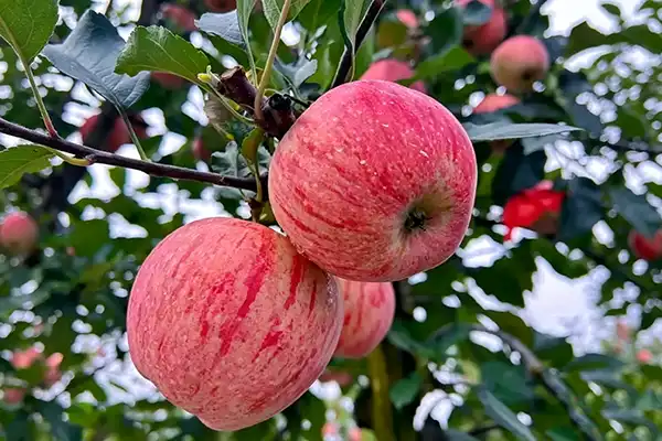 How to Choose an Apple Root Extract OEM Supplier